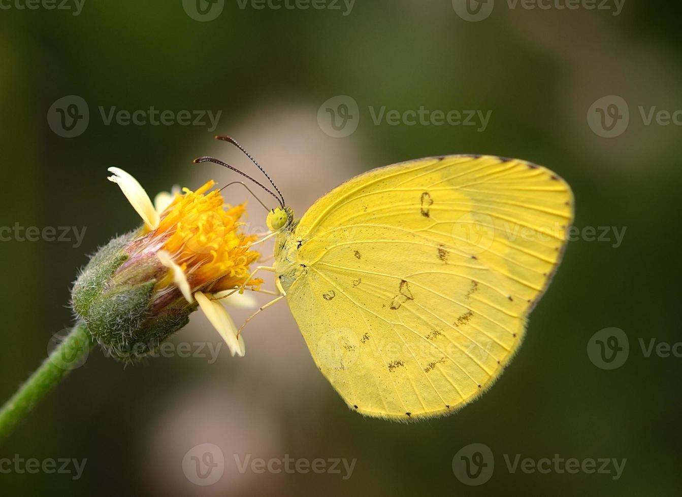 papillon jaune sur fleur photo