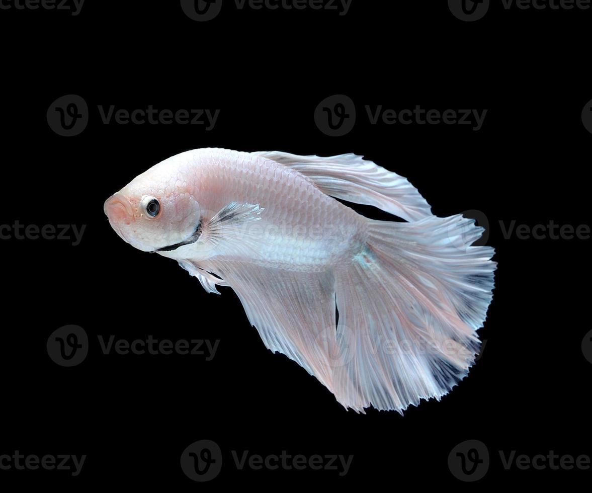 Poisson de combat siamois blanc, poisson betta isolé sur fond blanc photo