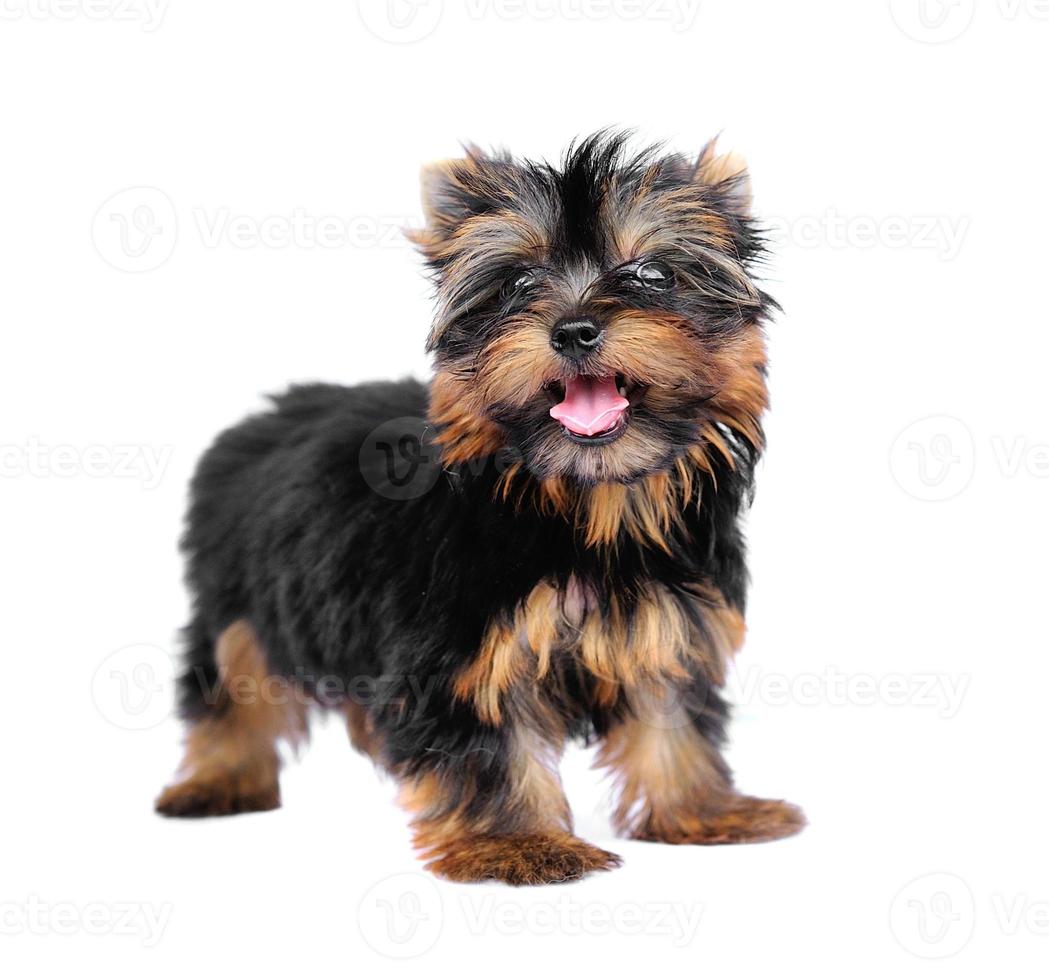 yorkshire terrier devant un fond blanc photo