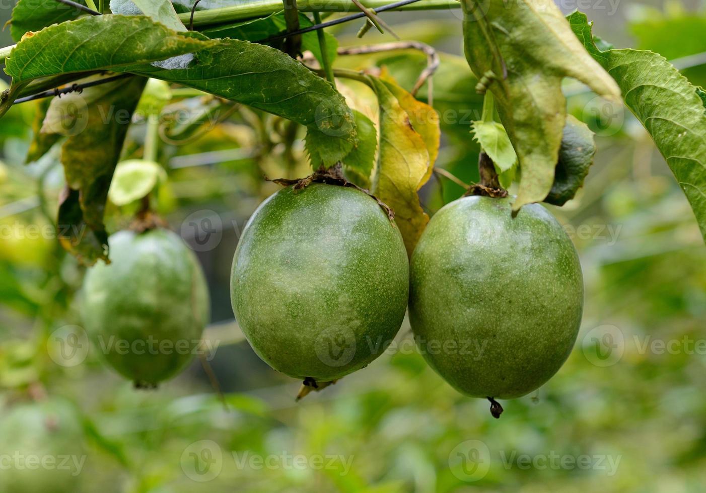 fruit de la passion sur la plante photo