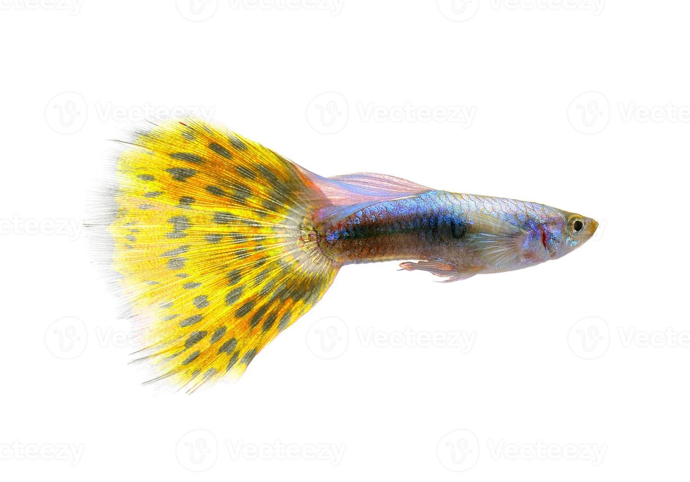 poisson guppy isolé sur fond blanc photo