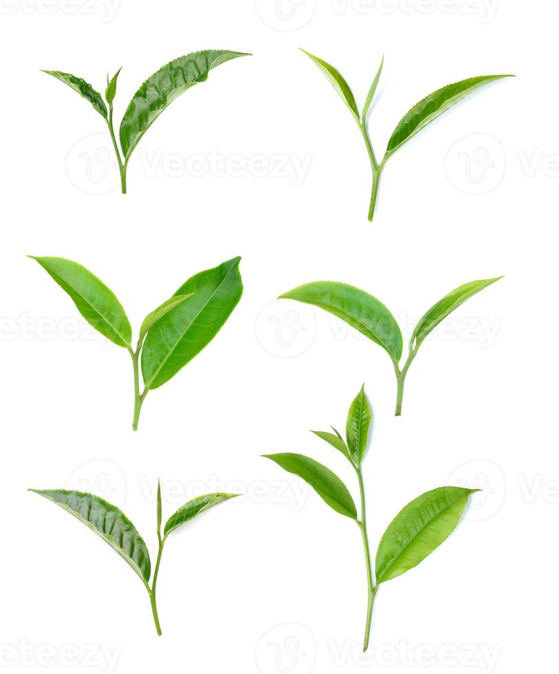 feuille de thé vert isolé sur fond blanc photo