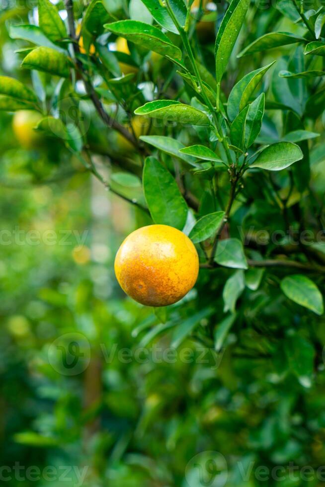 orange mandarine fraîche sur l'arbre photo