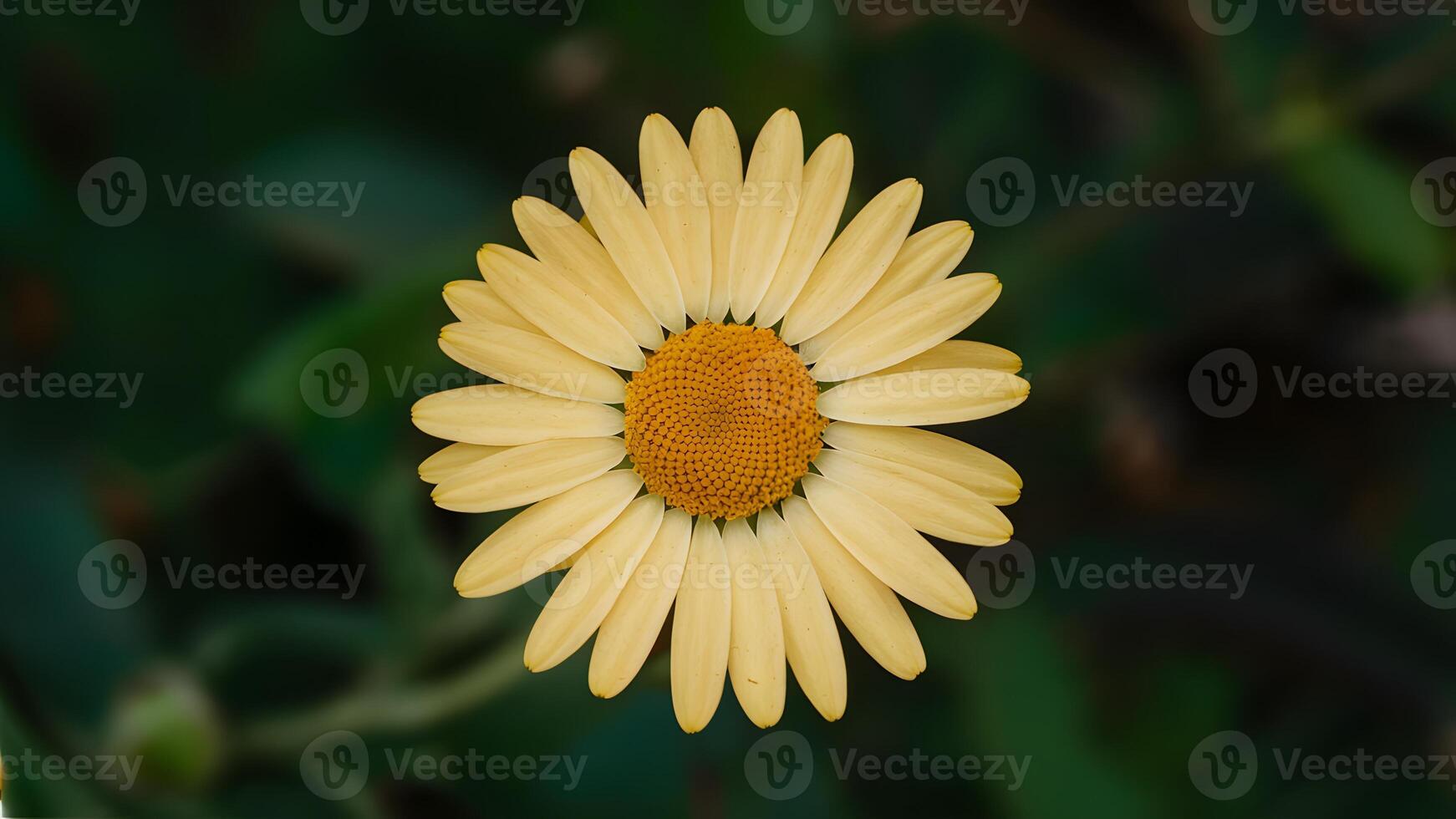 ai généré proche en haut Jaune Marguerite fleur avec isolé blanc Contexte photo