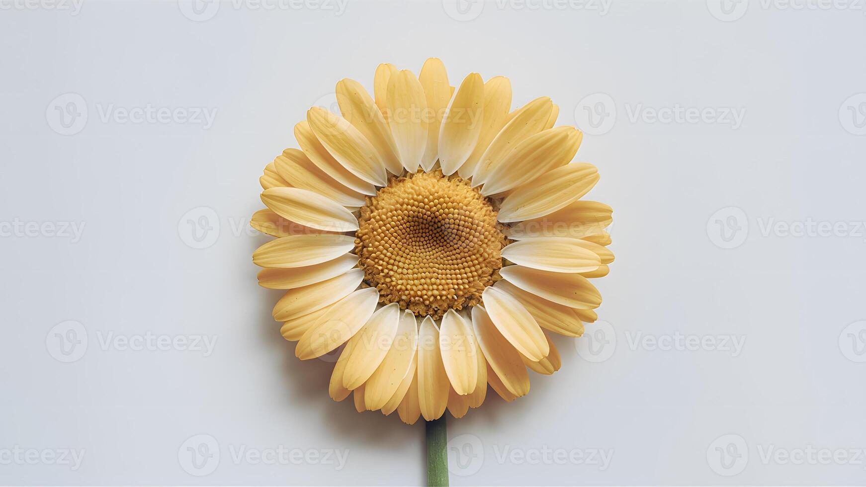 ai généré pic Jaune Marguerite fleur isolé contre parfait blanc toile de fond photo