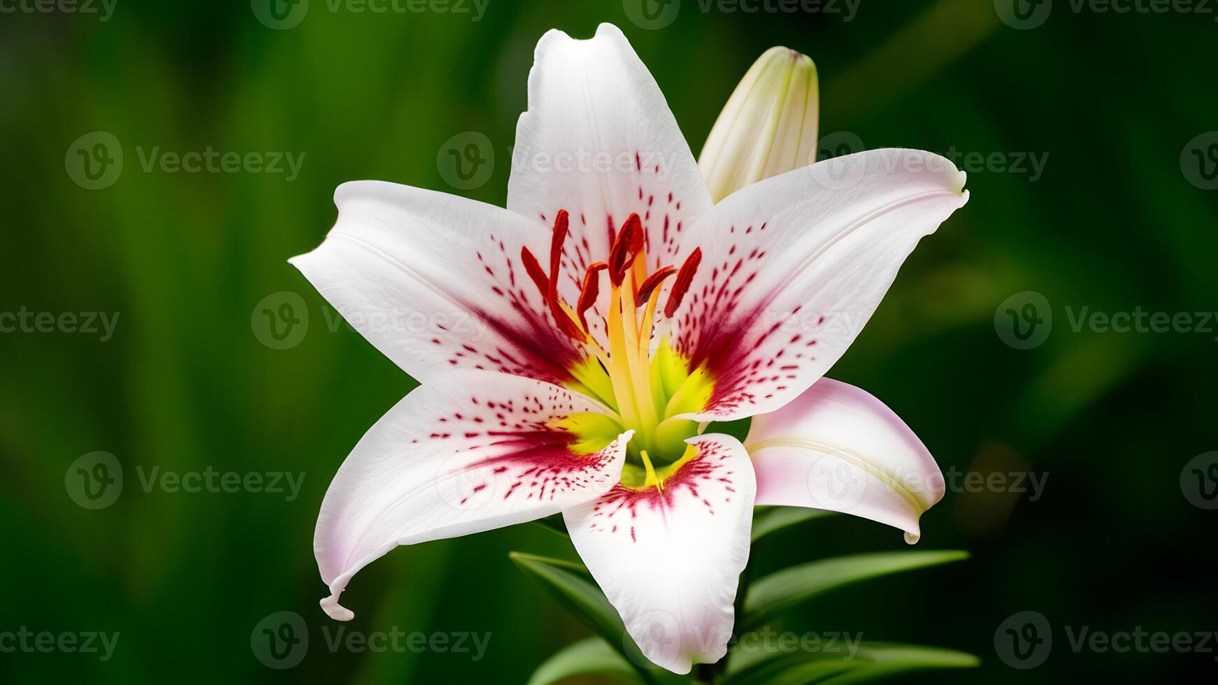 ai généré lis fleur isolé sur une nettoyer blanc arrière-plan, macro coup photo