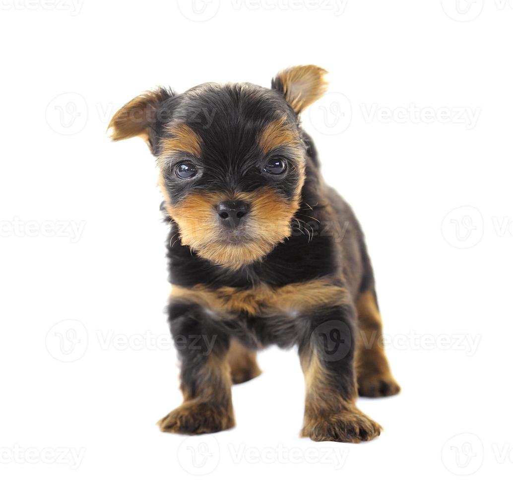 yorkshire terrier devant un fond blanc photo