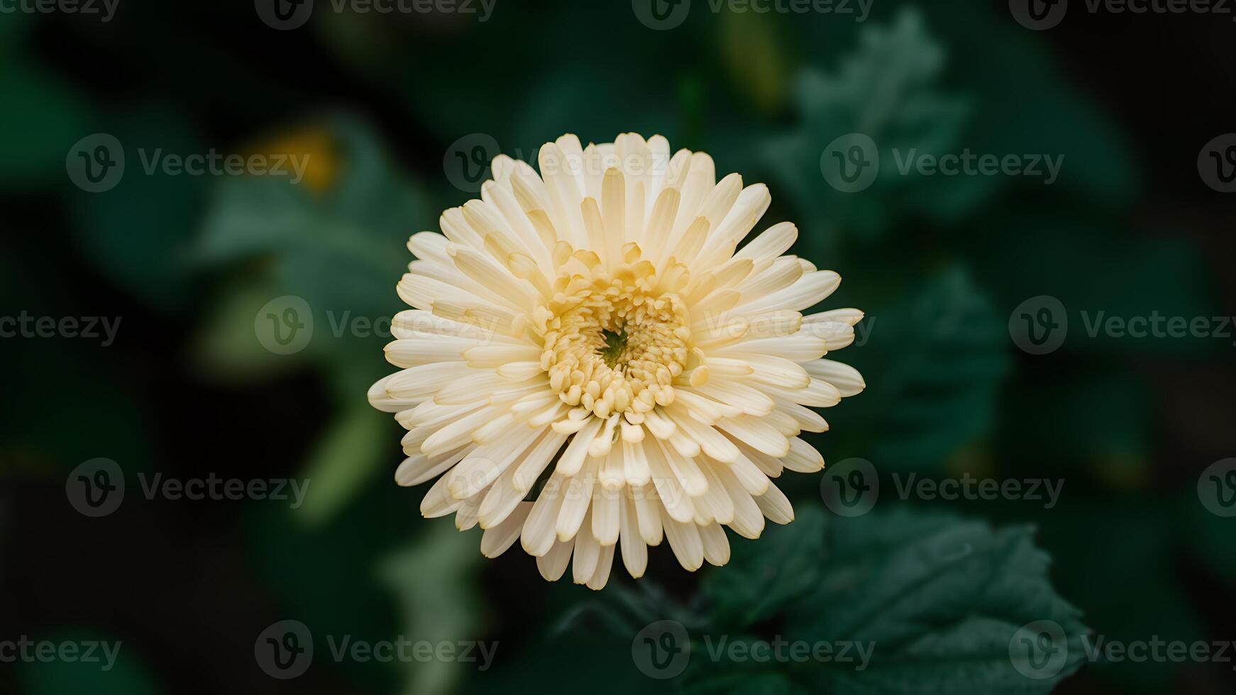 ai généré isolé Jaune chrysanthème fleur ajoute une pop de Couleur photo