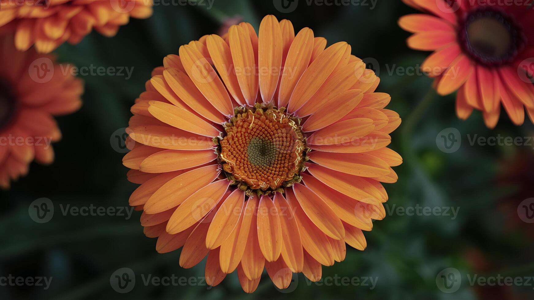 ai généré image de stock proche en haut coup points forts brillant vibrant Orange Gerber Marguerite Floraison photo