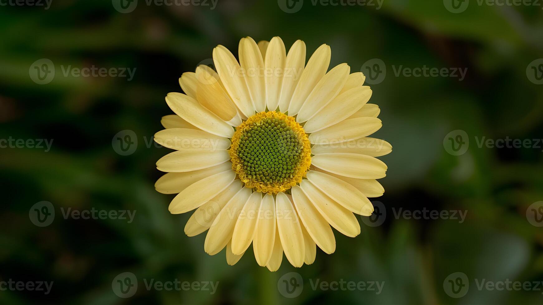 ai généré stockphoto Jaune Marguerite fleur avec vert centre isolé sur blanc photo