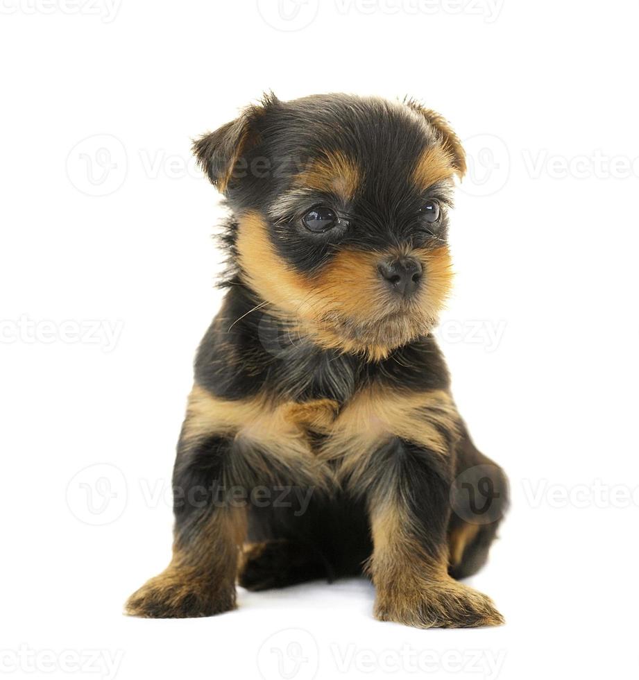 yorkshire terrier devant un fond blanc photo