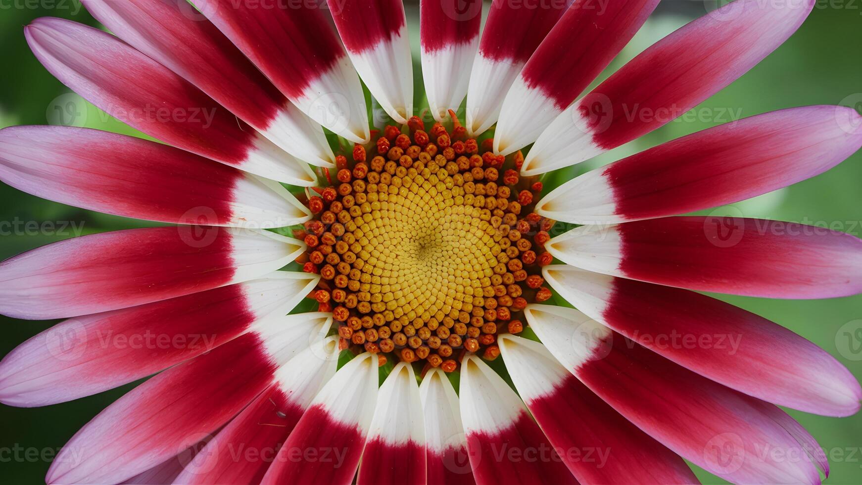 ai généré aube fleur, proche en haut de rouge et blanc pétales photo