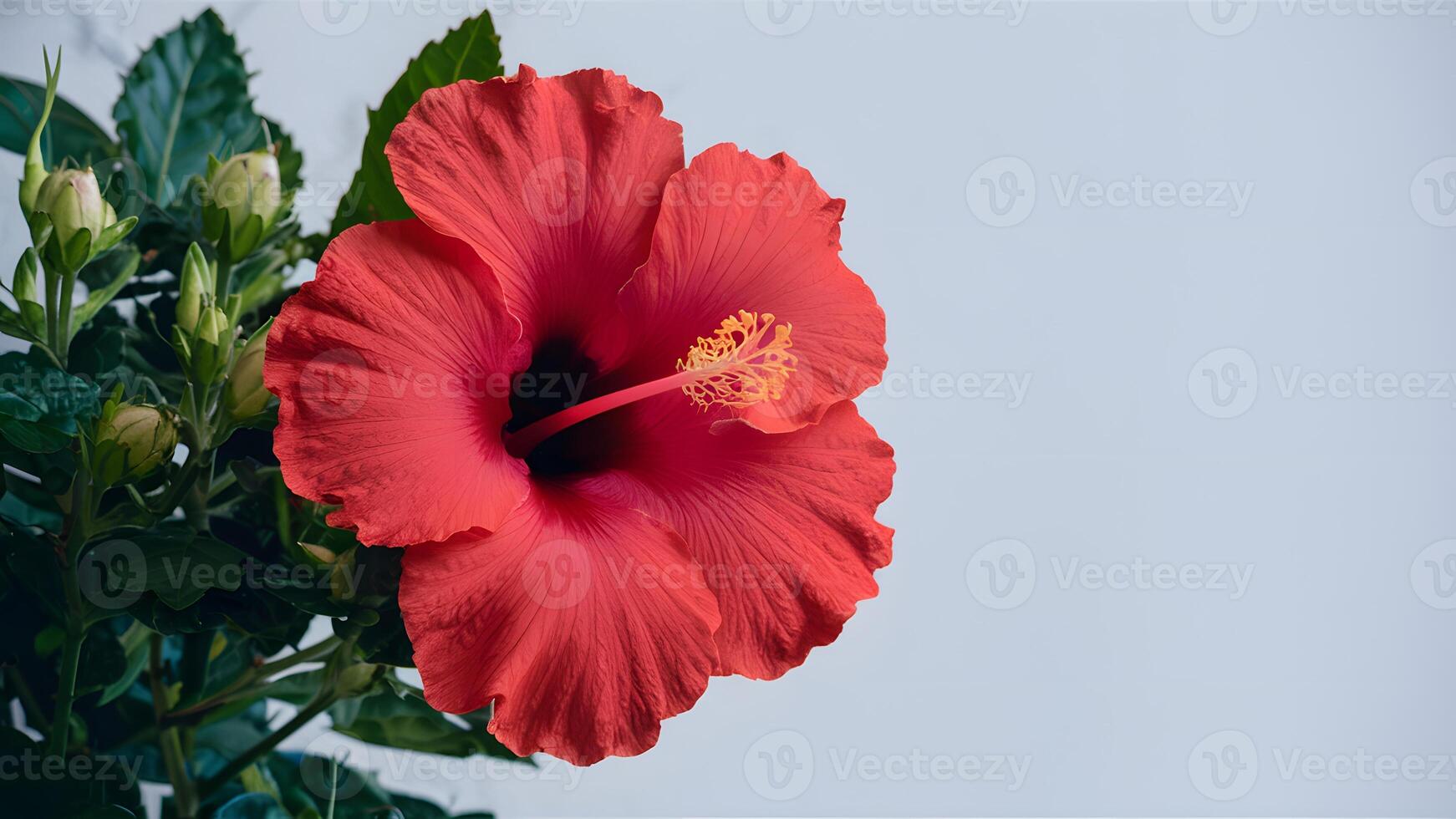 ai généré isolé rouge hibiscus fleur des stands en dehors sur nettoyer blanc toile de fond photo