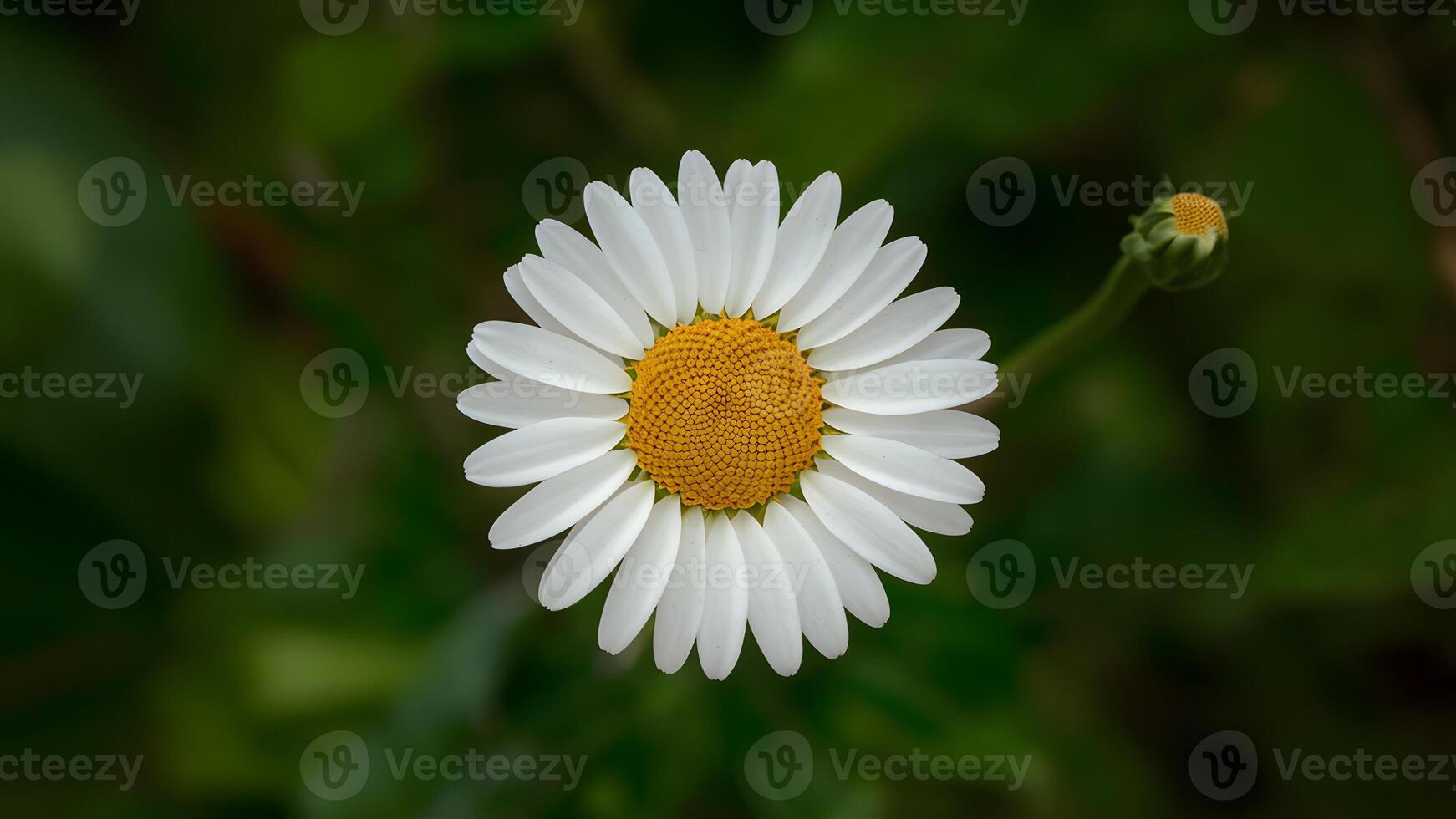 ai généré isolé Marguerite fleur avec méticuleusement main fabriqué coupure chemin photo