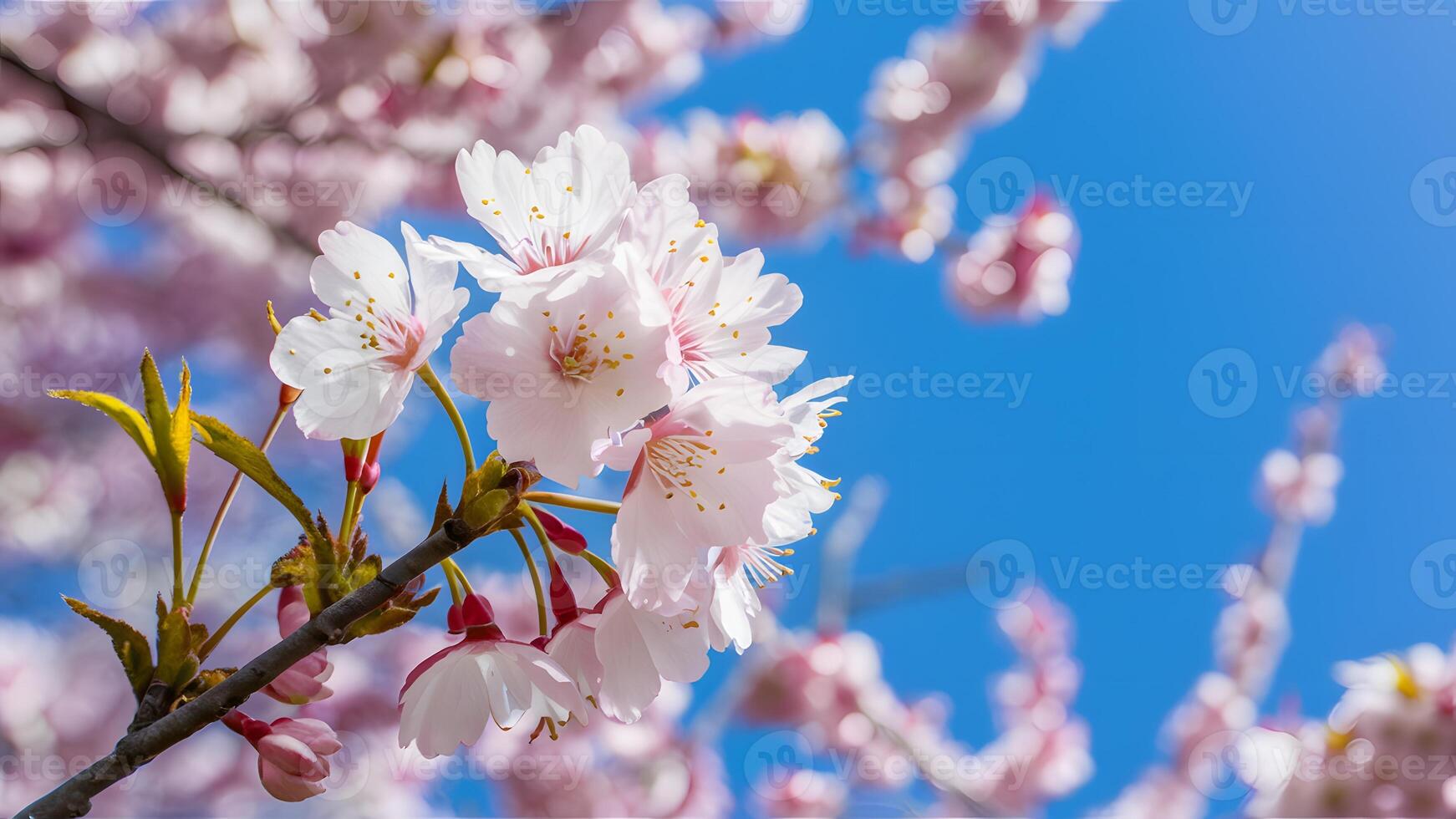 ai généré printemps Cerise fleurs contre serein bleu ciel Contexte photo