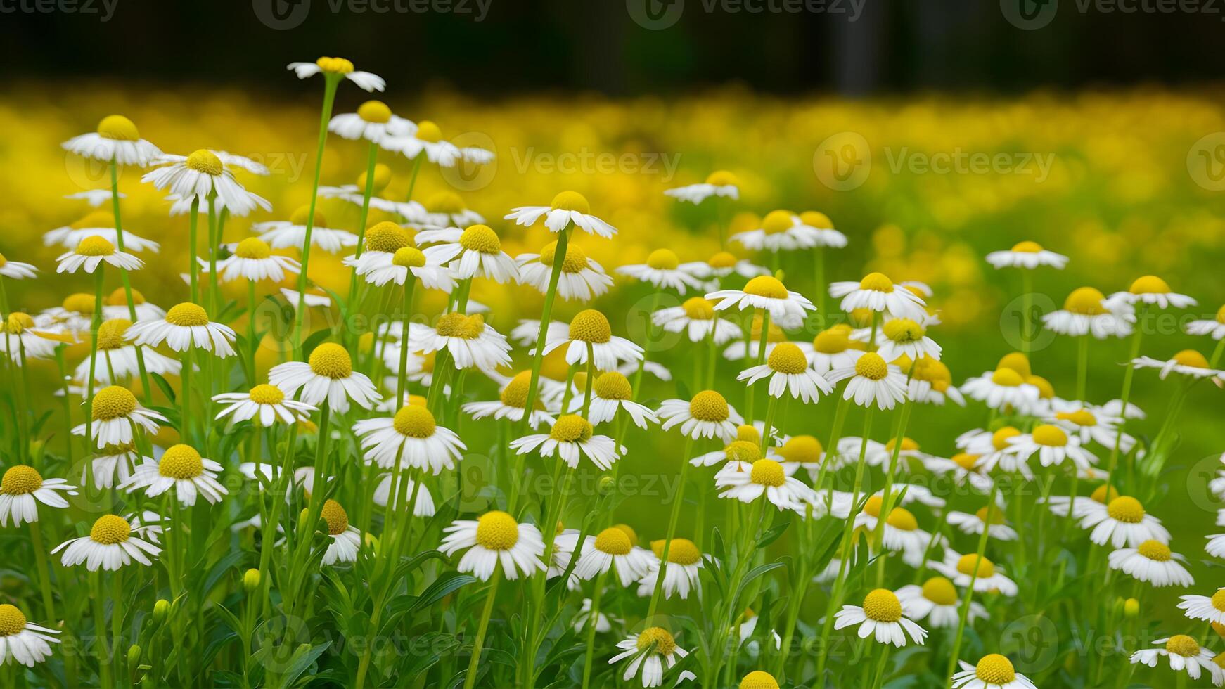 ai généré camomille fleurs créer une serein scène plus de une flou Contexte photo