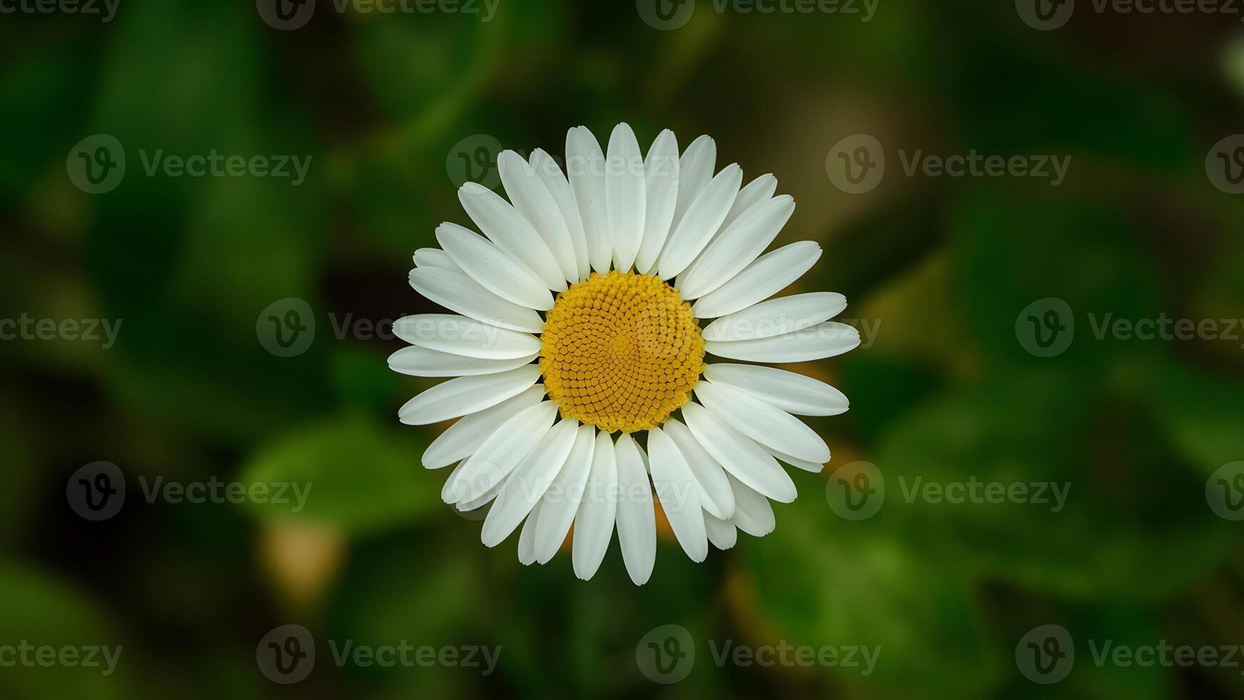 ai généré isolé Marguerite fleur avec méticuleusement main fabriqué coupure chemin photo