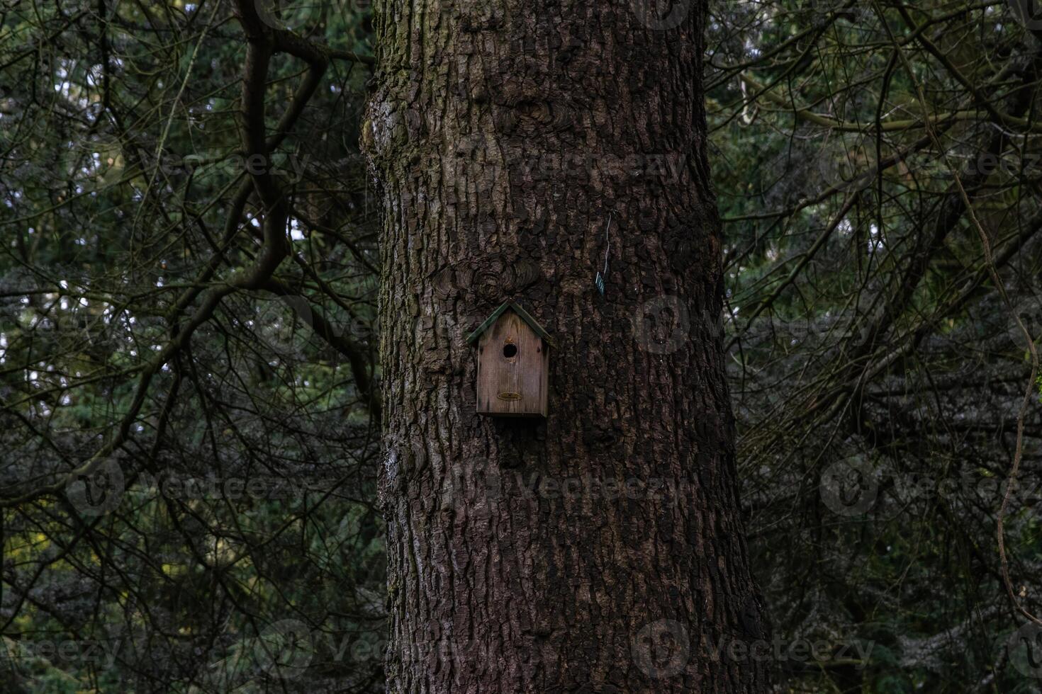 une nichoir est niché dans le écorce de une arbre photo