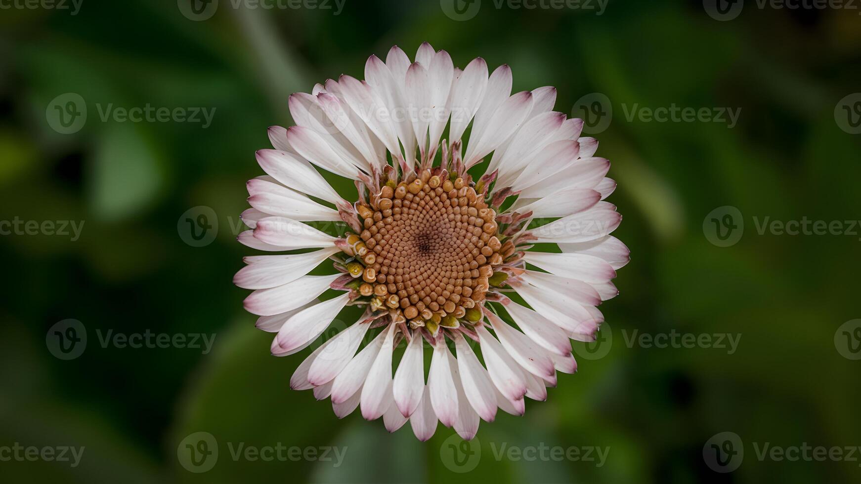 ai généré magnifique fleur isolé sur vert arrière-plan, touffes cercle photo