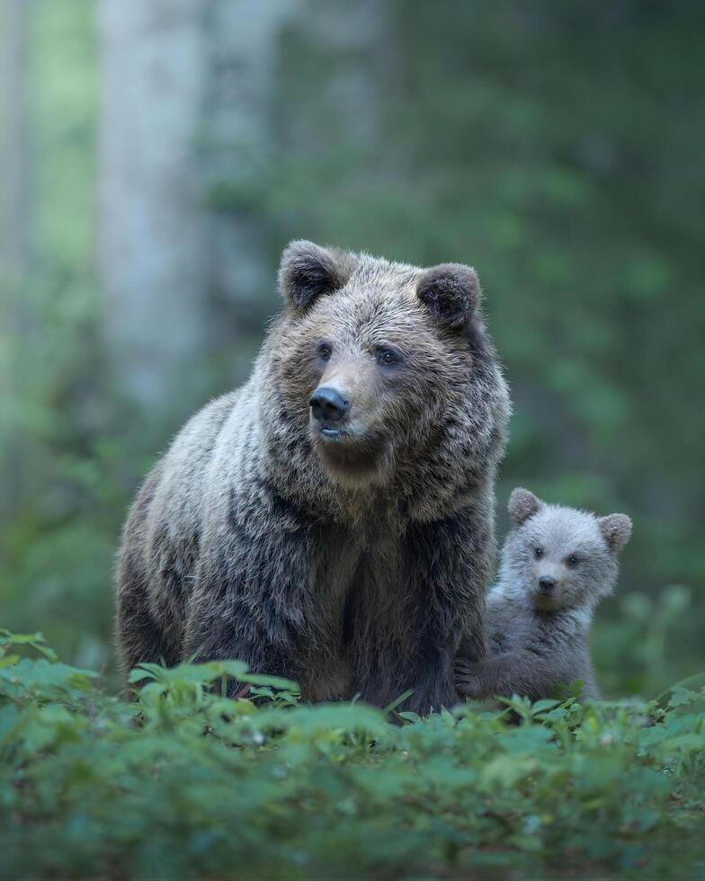 une mère ours et sa lionceau dans le les bois photo