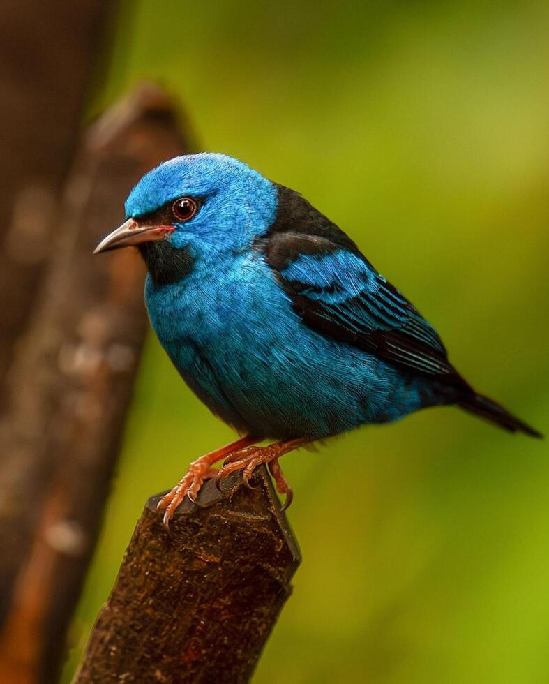 une bleu oiseau est perché sur une branche photo