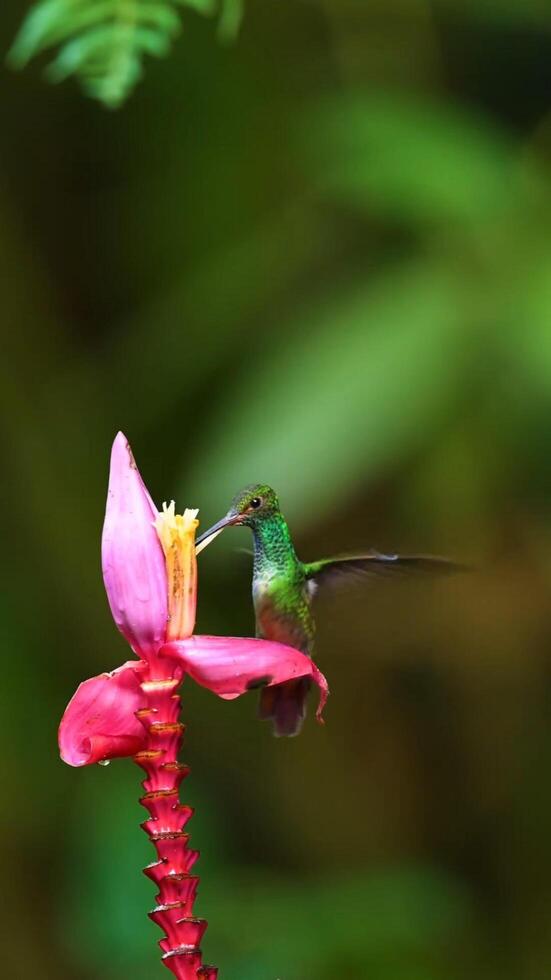 une colibri perché sur une fleur tige photo