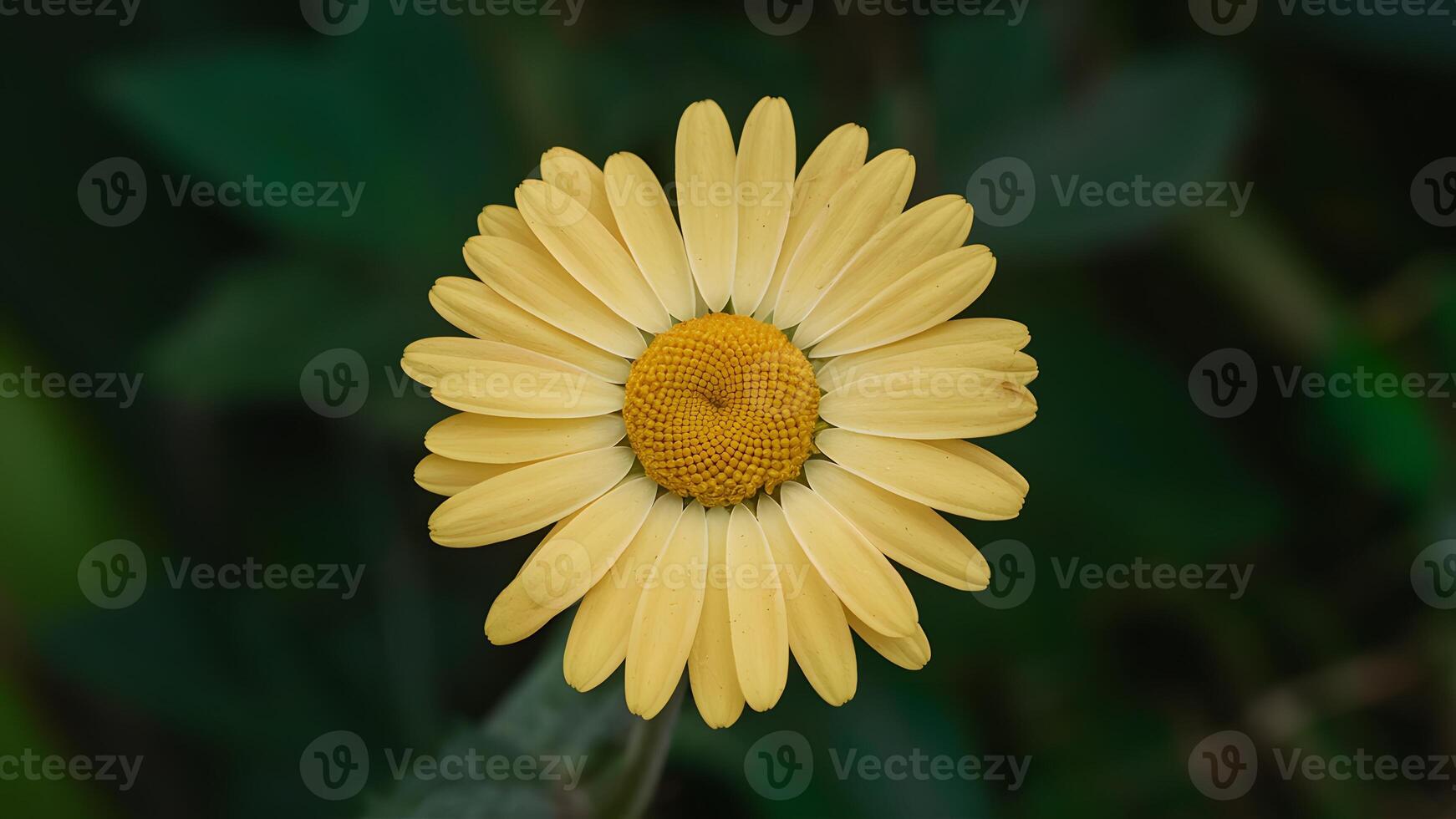 ai généré proche en haut Jaune Marguerite fleur avec isolé blanc Contexte photo