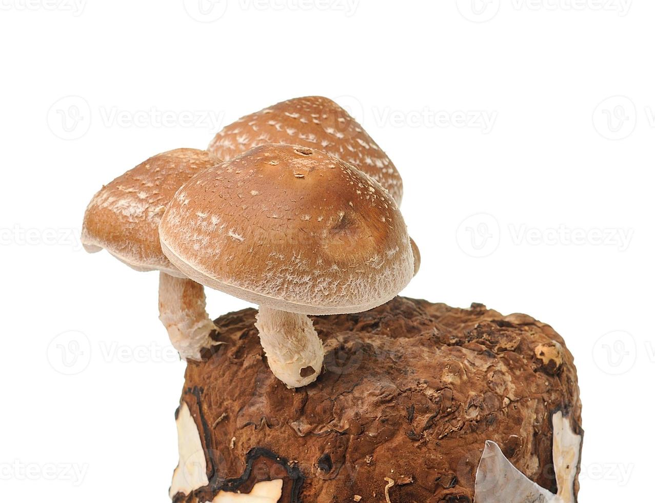 sac de champignons sur fond blanc photo
