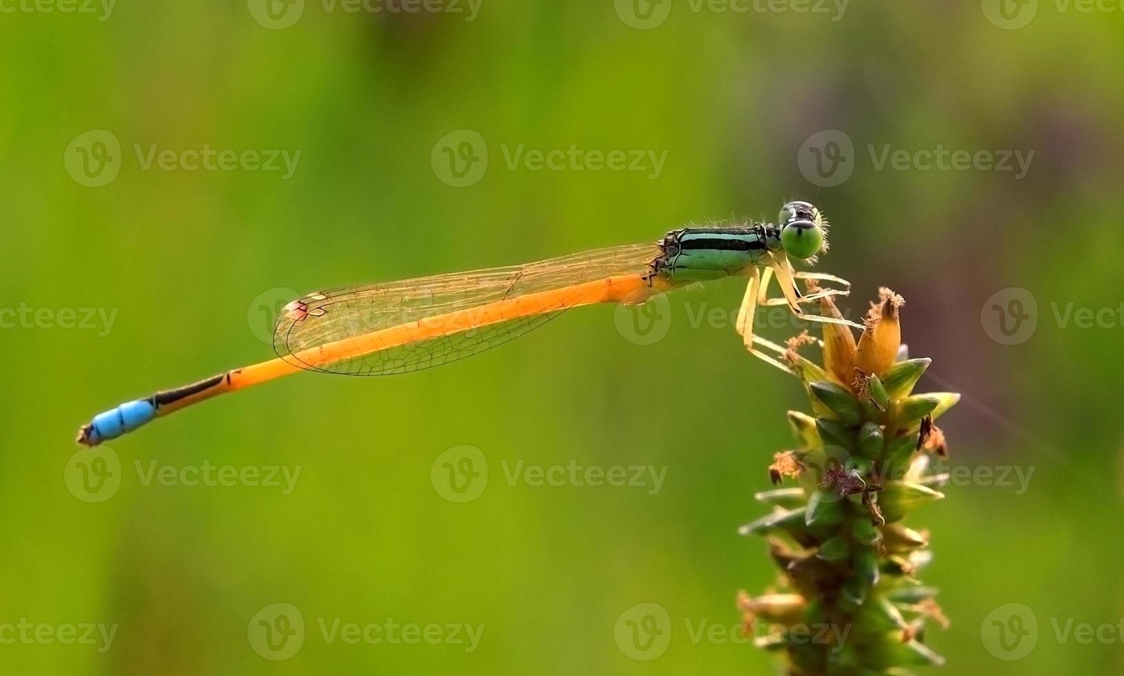 Libellule sur tige d'herbe verte avec fond vert photo