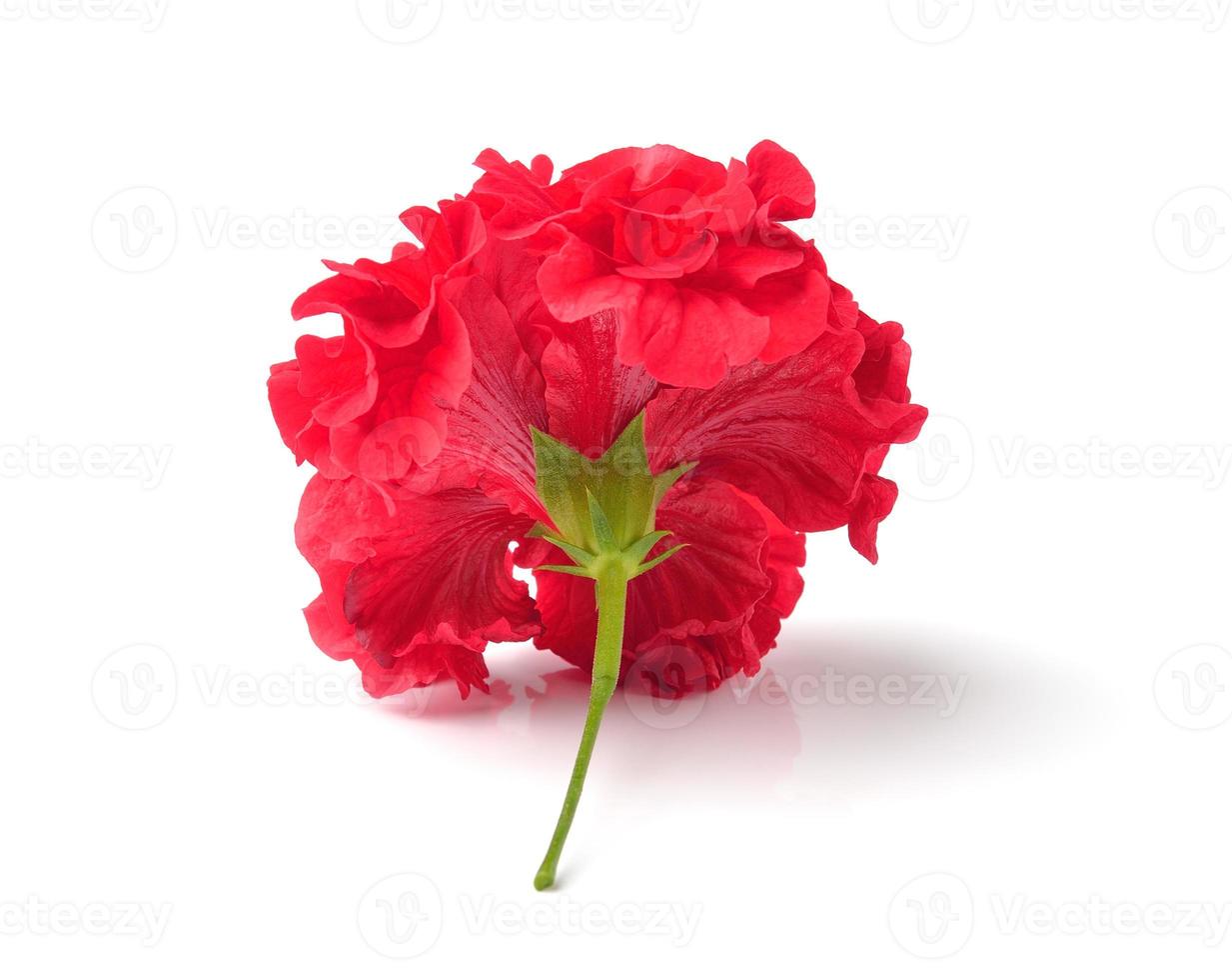 fleurs rouges isolés sur fond blanc photo