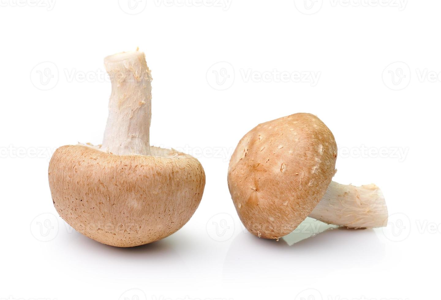 champignon isolé sur fond blanc photo