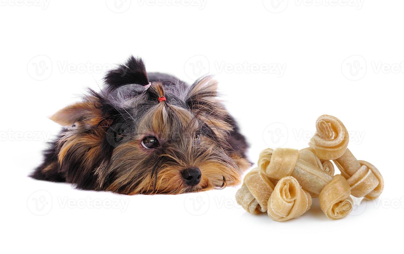 yorkshire terrier et un os artificiel sur fond blanc photo