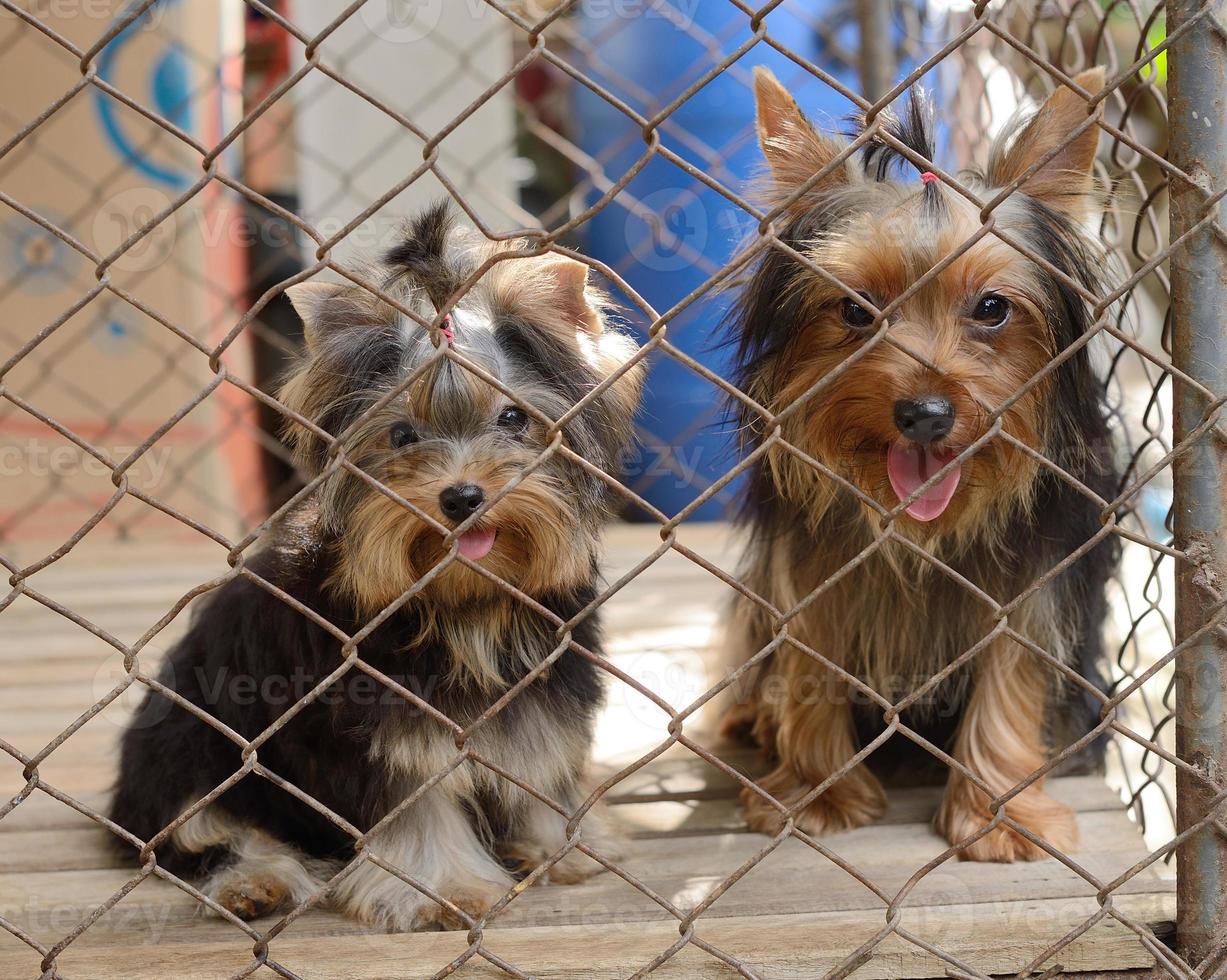 deux chiots enfermés dans la cage photo