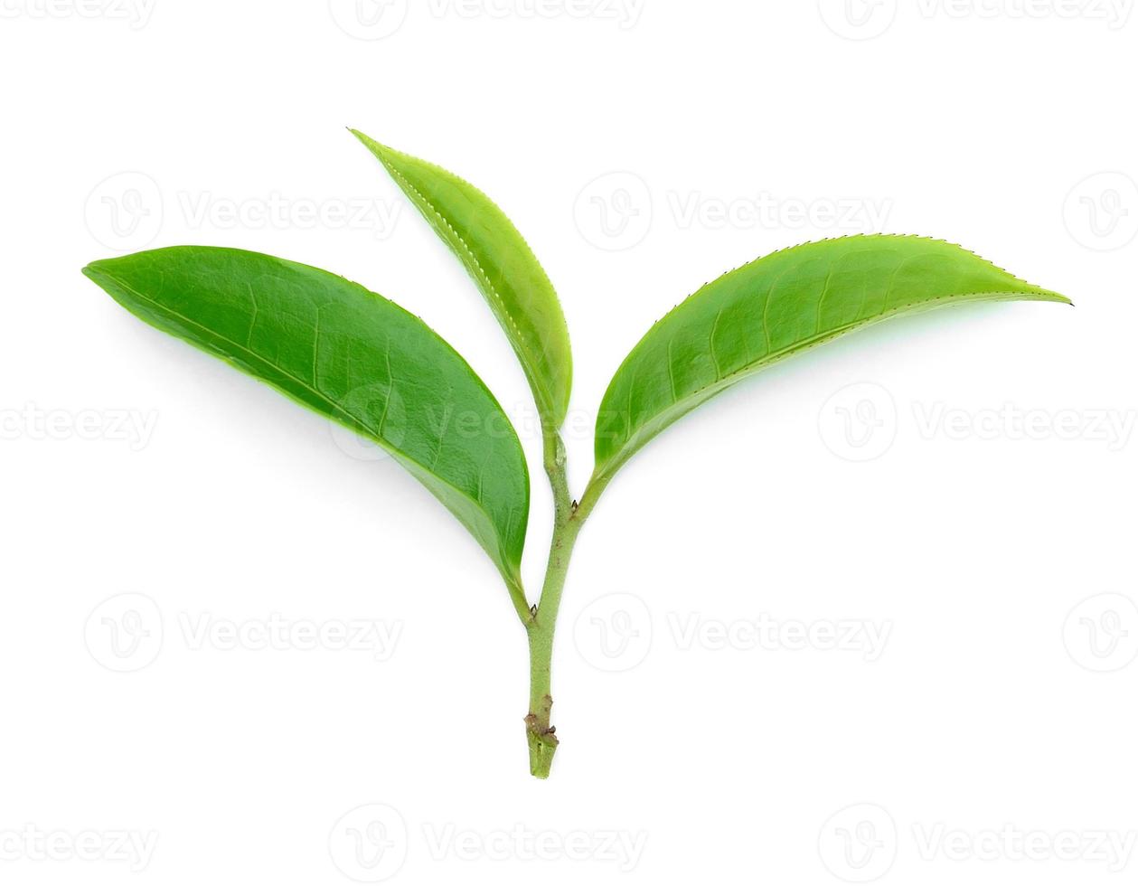 feuille de thé vert isolé sur fond blanc photo