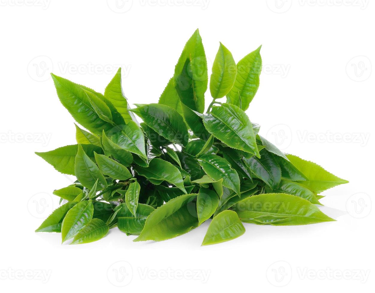 feuille de thé vert isolé sur fond blanc photo