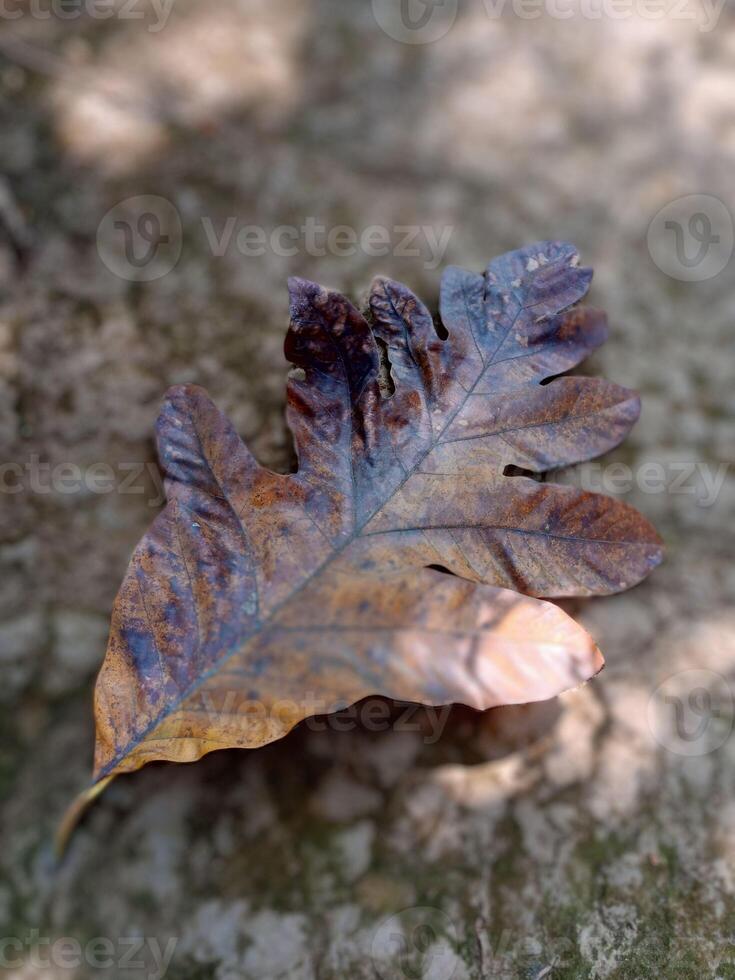 sec feuilles sur brouiller Contexte. fruit à pain feuilles tomber et sont sec photo