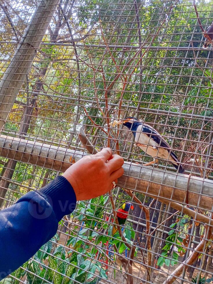 une homme main est alimentation une oiseau dans une cage photo