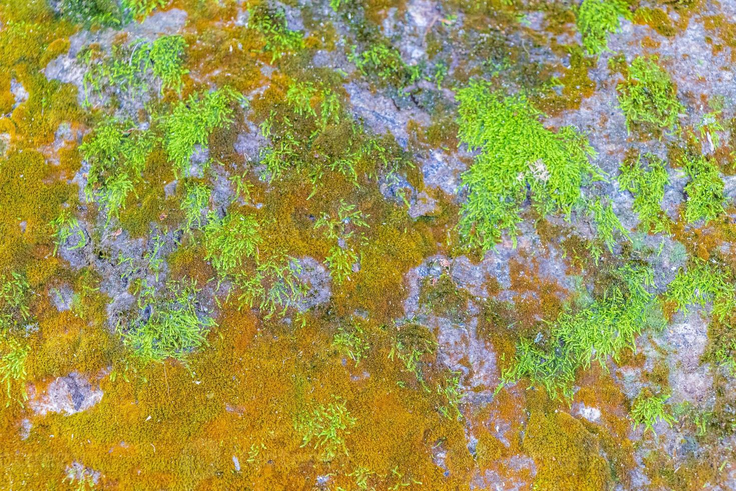 texture de roche en pierre avec de la mousse verte et du lichen au brésil. photo