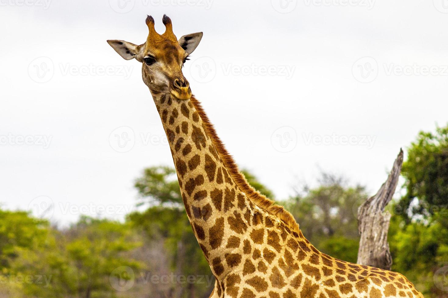 belle grande girafe majestueuse safari dans le parc national kruger en afrique du sud. photo