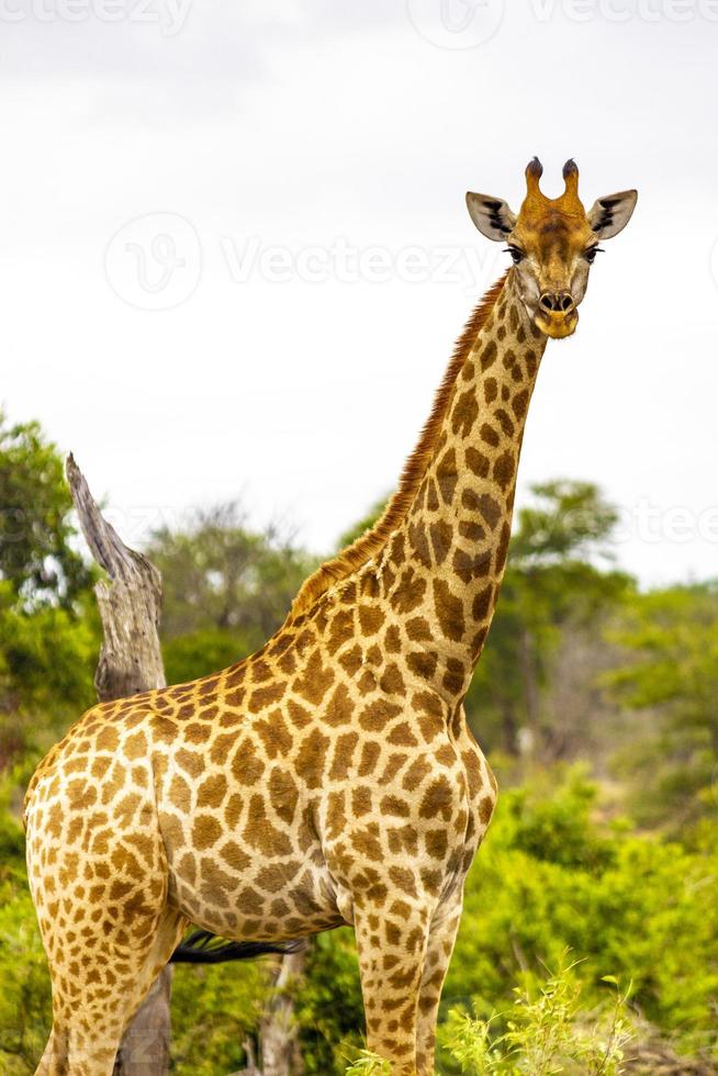 belle grande girafe majestueuse safari dans le parc national kruger en afrique du sud. photo