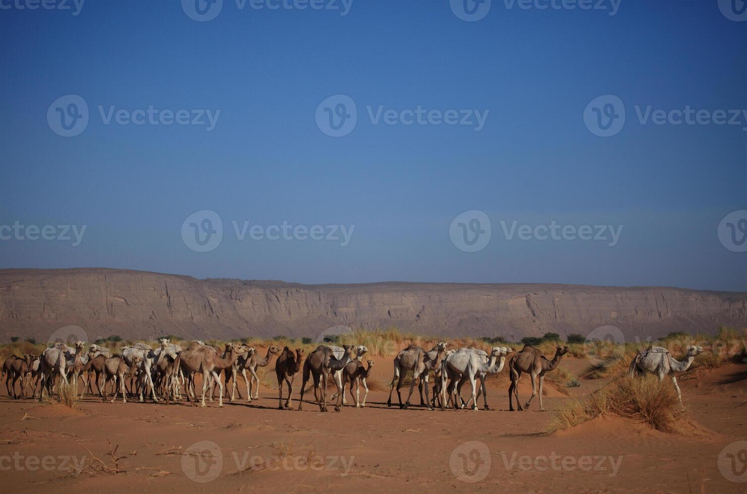 chameaux dans le désert dans saoudien Saoudite photo