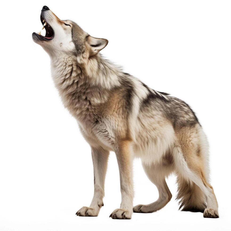 ai généré canadien Loup isolé sur blanc arrière-plan.génératif ai photo