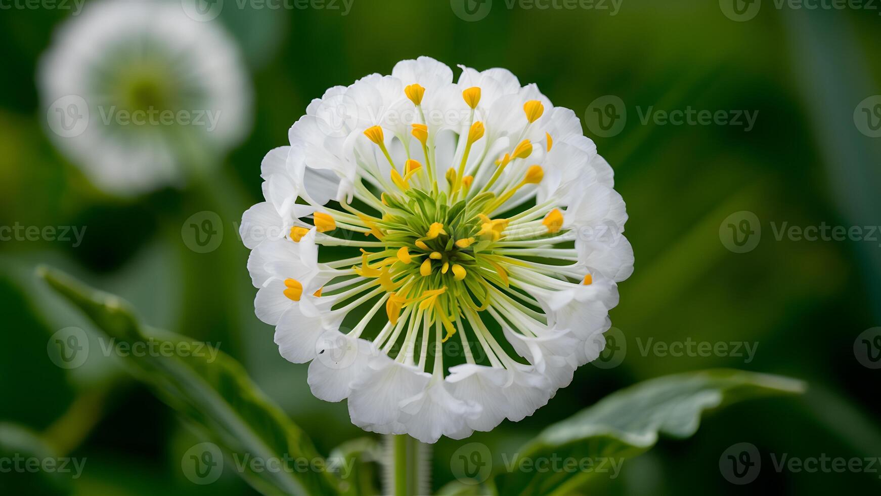 ai généré colza fleur isolé sur blanc arrière-plan, brassica napus fleur photo