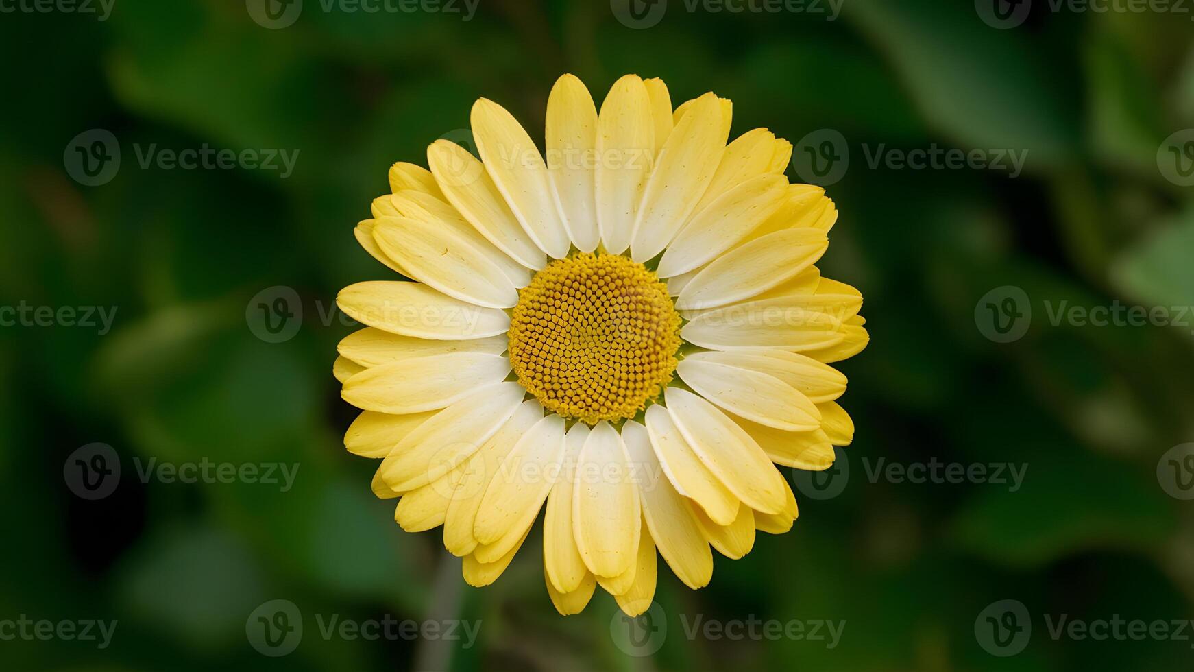 ai généré img Jaune Marguerite fleur sur blanc arrière-plan, coupure chemin inclus photo