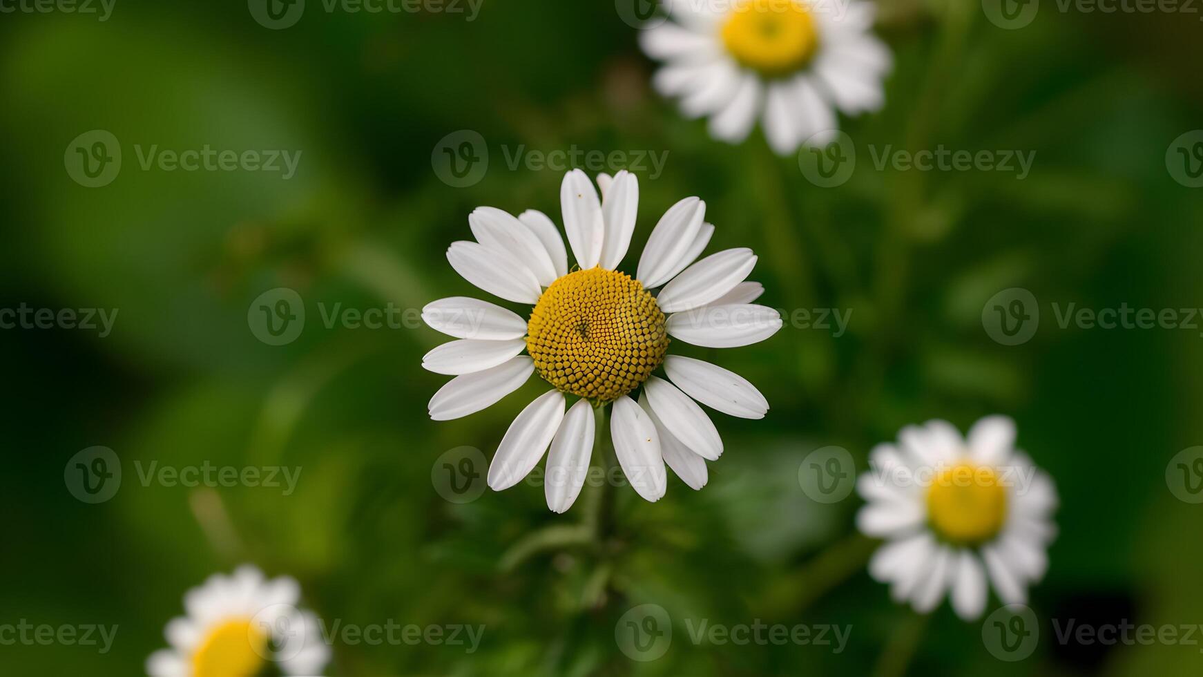 ai généré fermer camomille isolé sur blanc arrière-plan, bœuf œil Marguerite photo