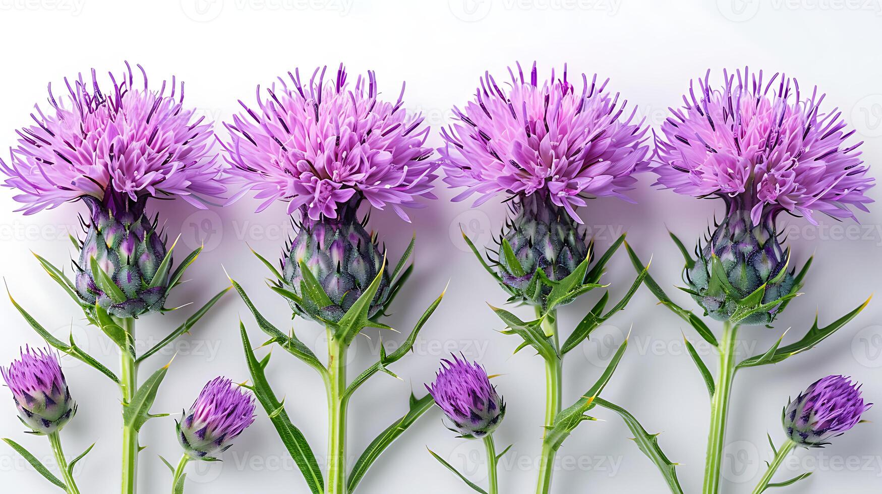 ai généré Lait chardon fleurs sur une blanc Contexte photo