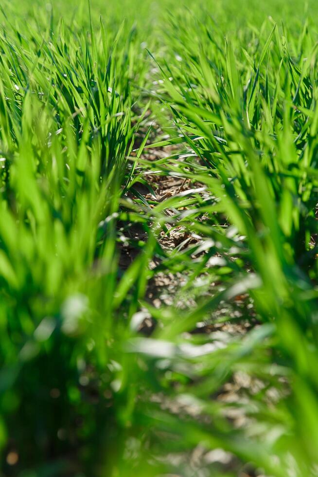 printemps herbe sur le champ, vert herbe, herbe grandit sur le champ, champ dans printemps photo