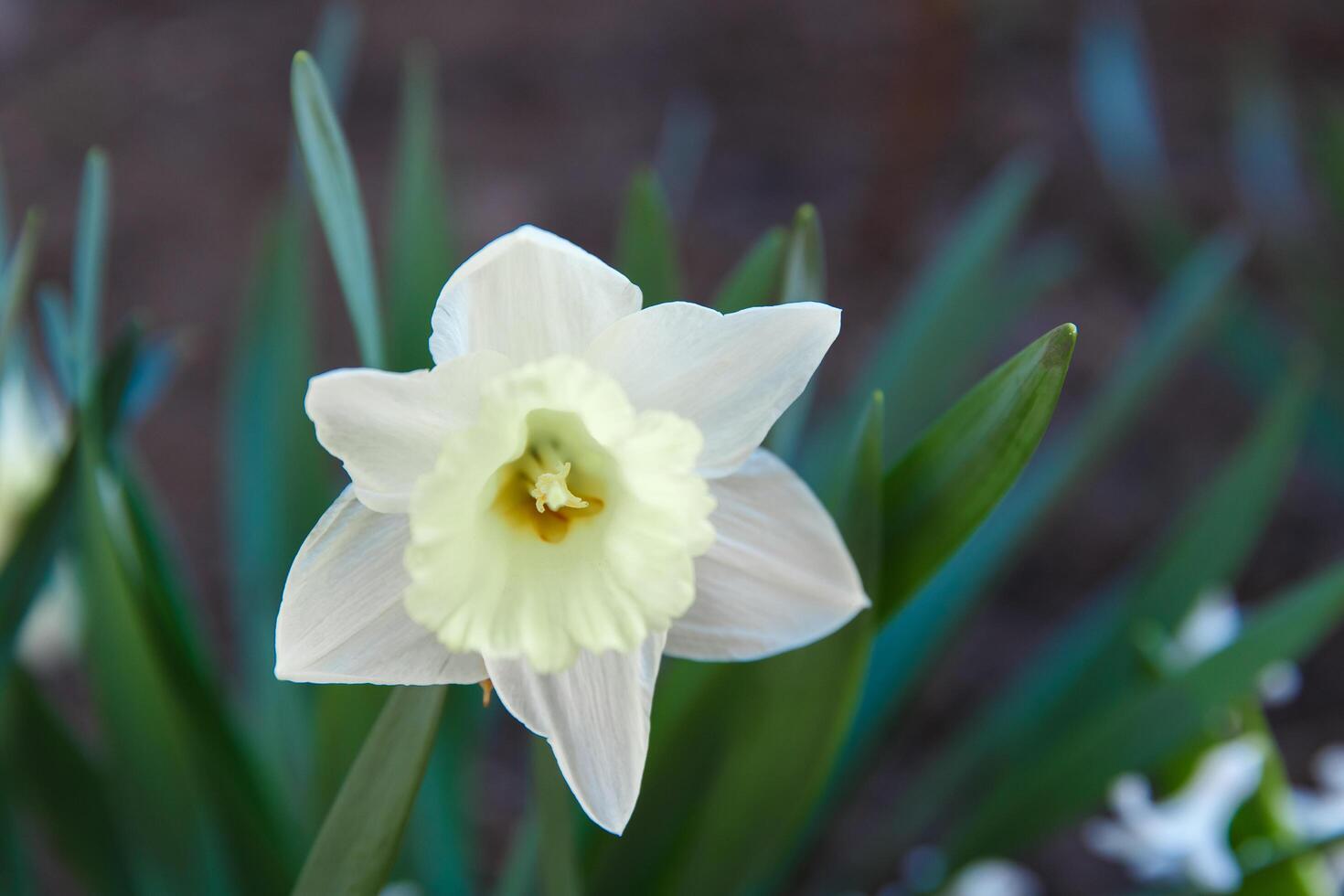 fleurs dans une fleur lit, fleurs Floraison dans printemps, fleurs dans printemps, fleur lit photo