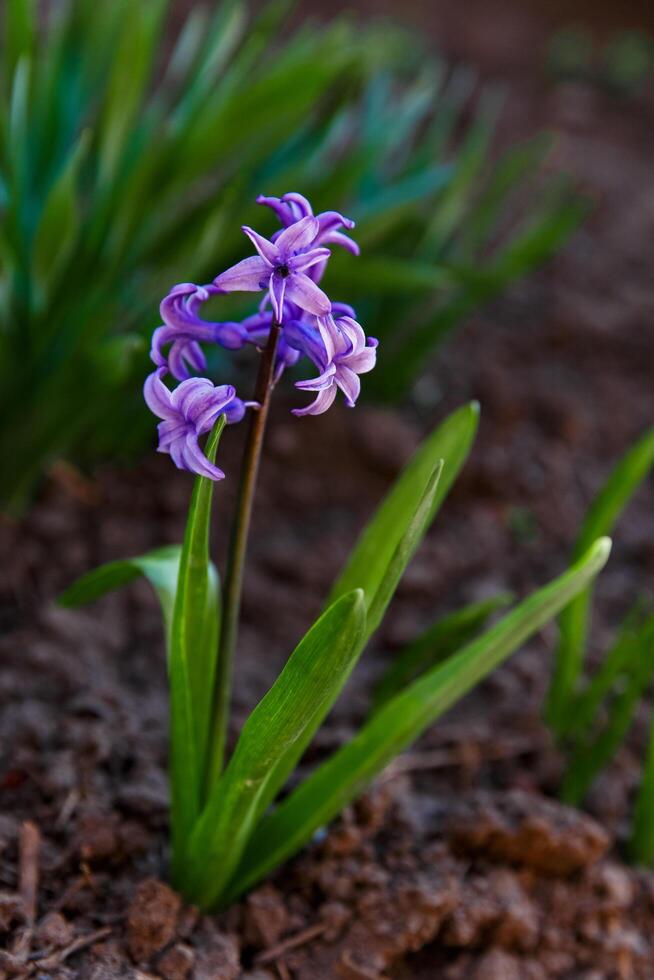 fleurs dans une fleur lit, fleurs Floraison dans printemps, fleurs dans printemps, fleur lit photo