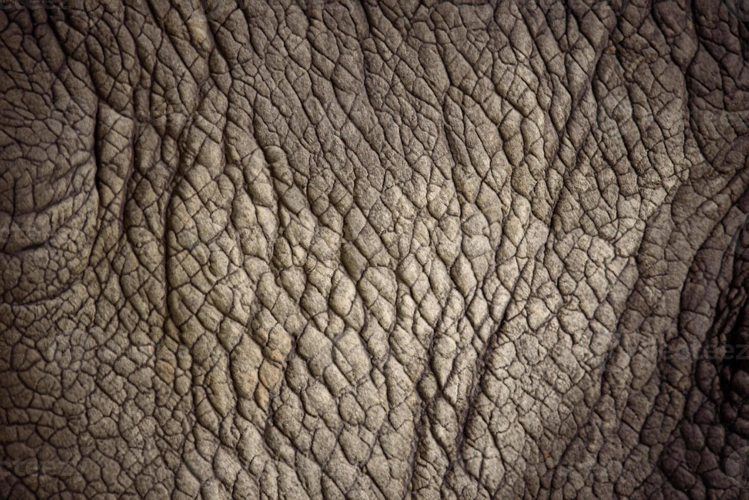 rhinocéros peau, proche en haut texture Contexte. photo